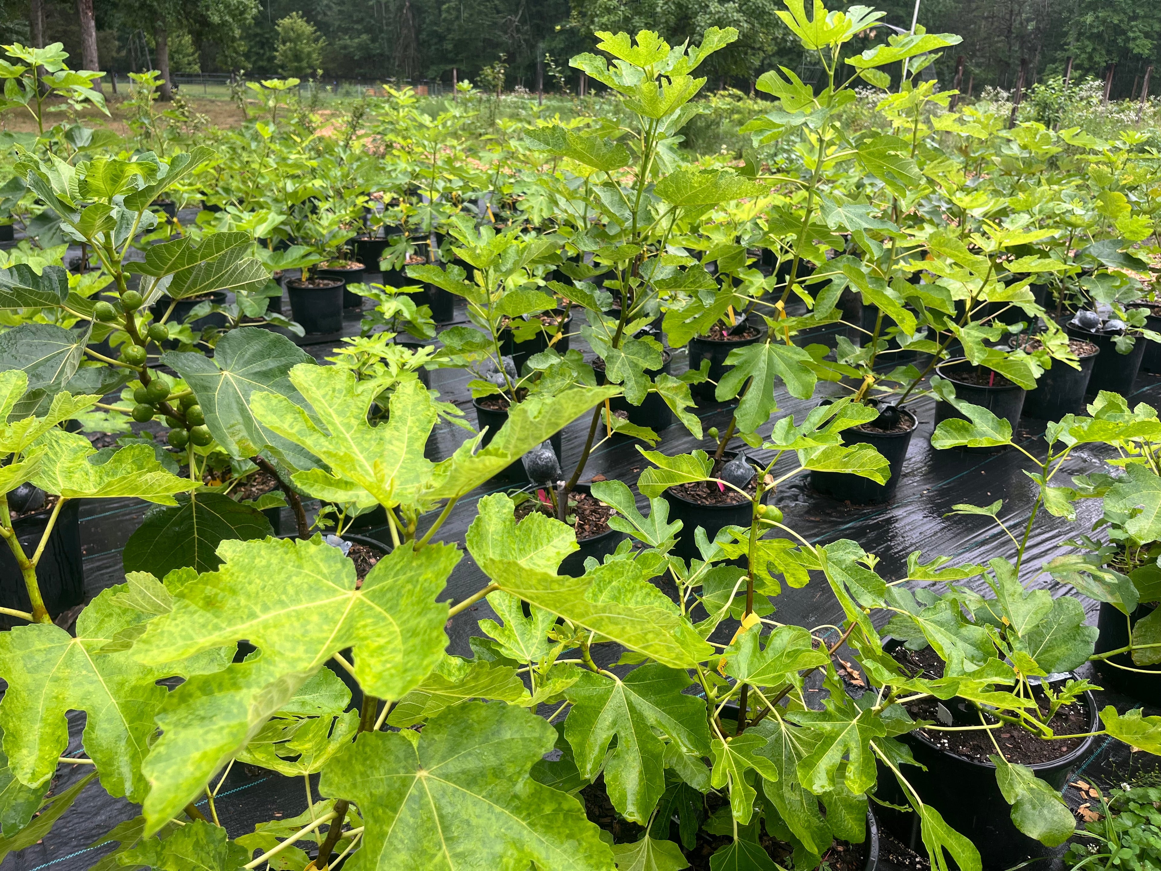 Fig Trees