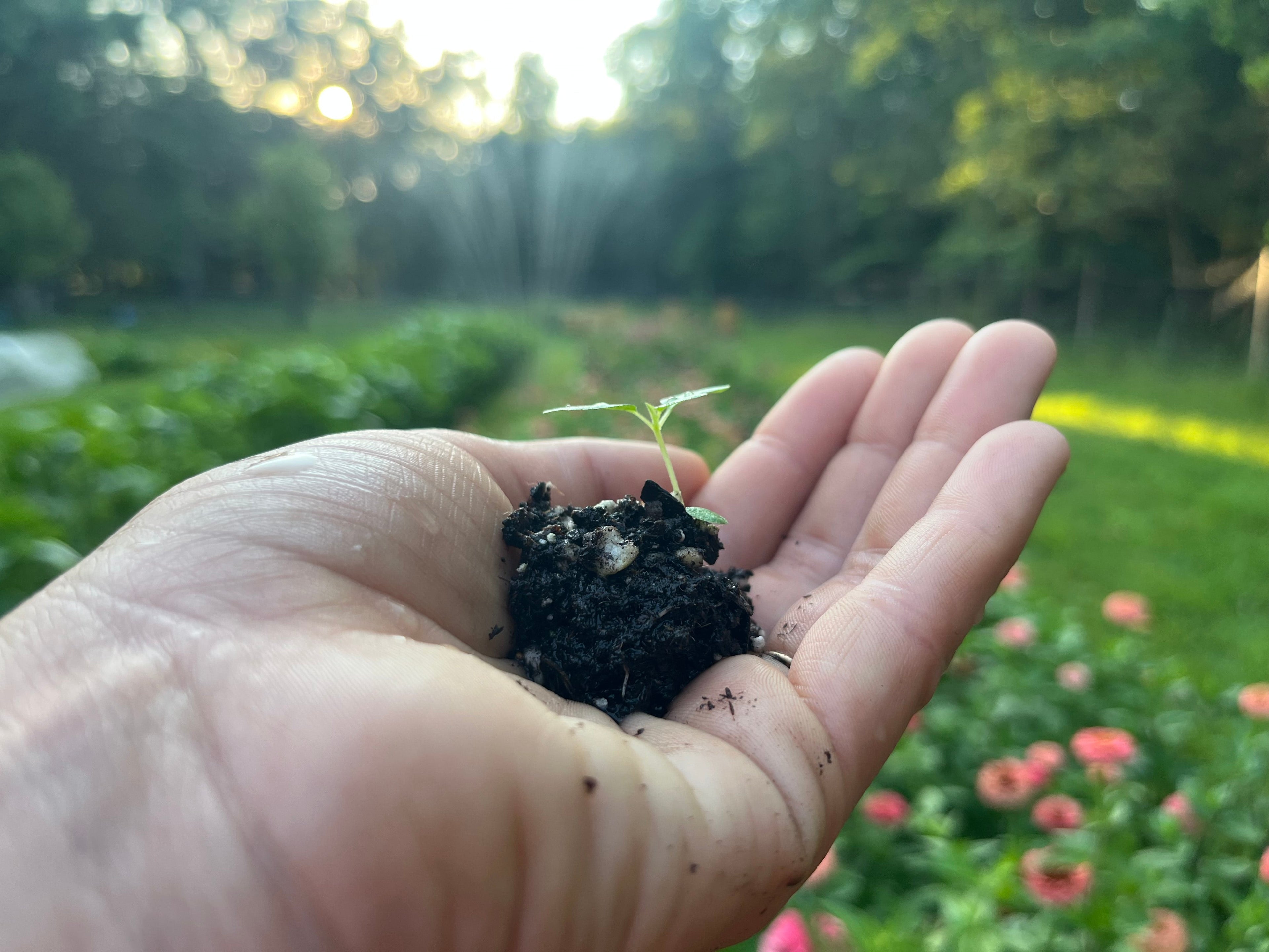 Fig Seeds & Seedlings