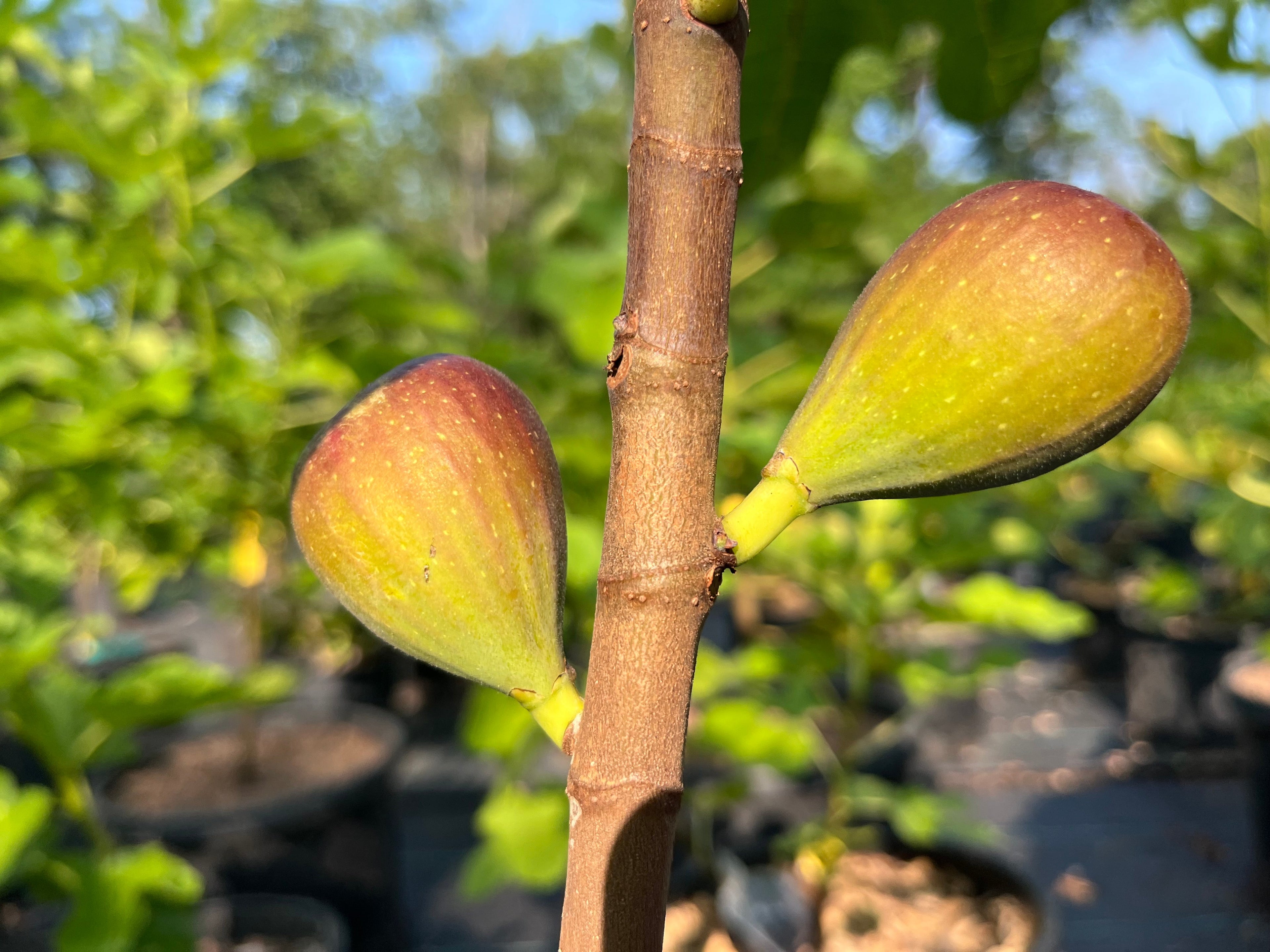 Cuttings