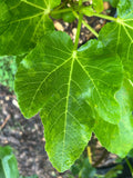 Black Madeira