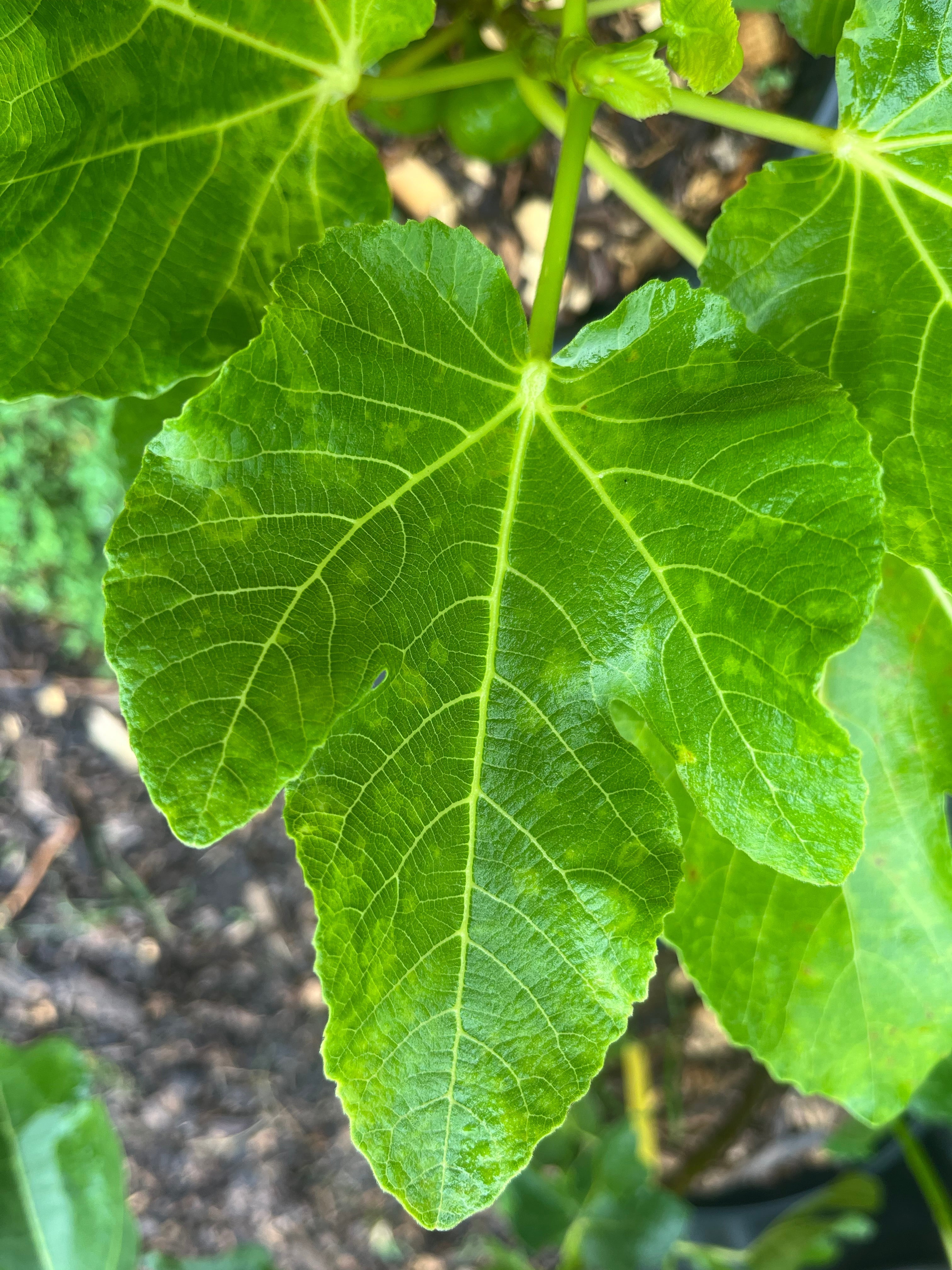 Black Madeira