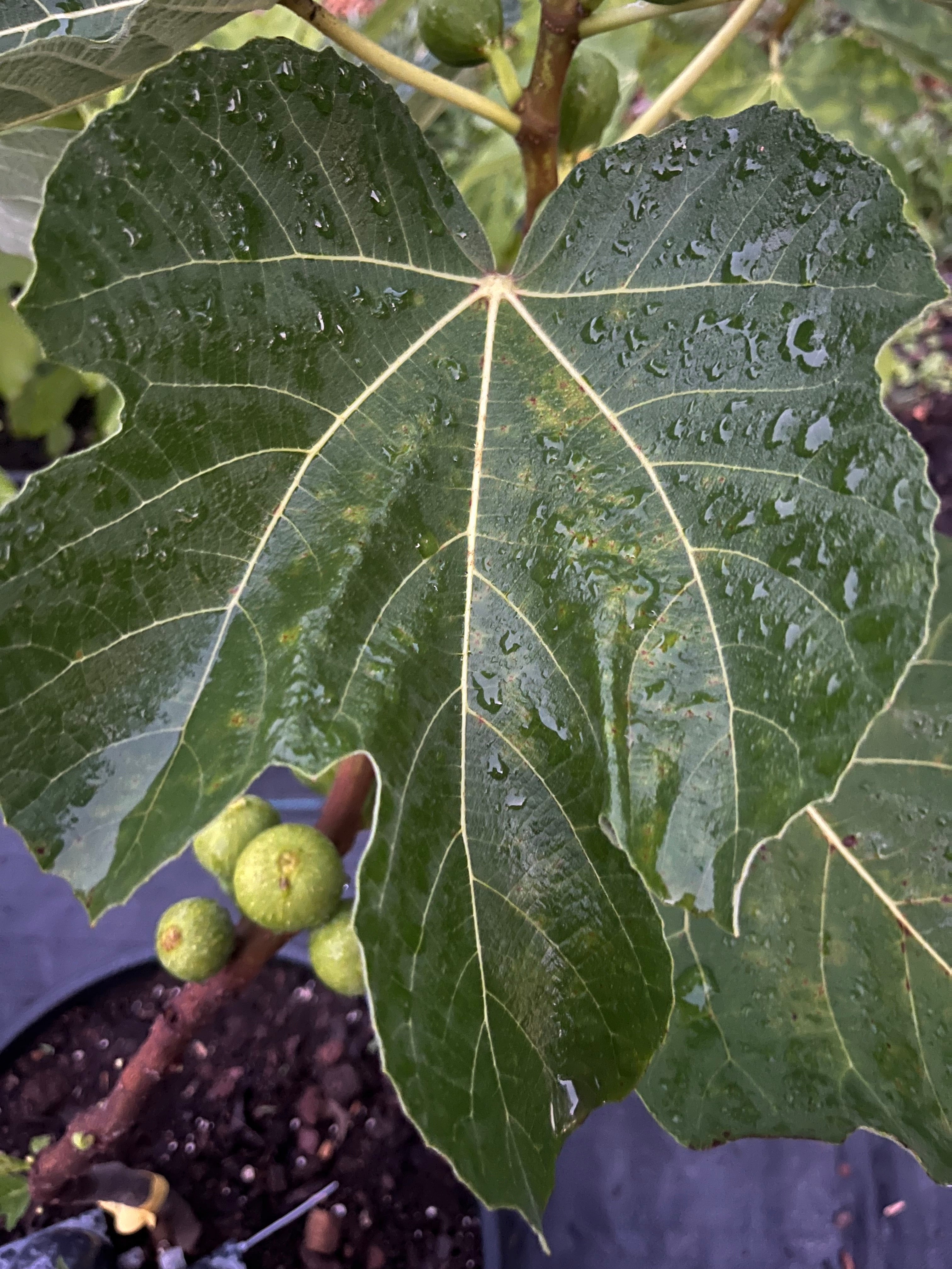Weeping Apple Pie