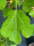 Florea
