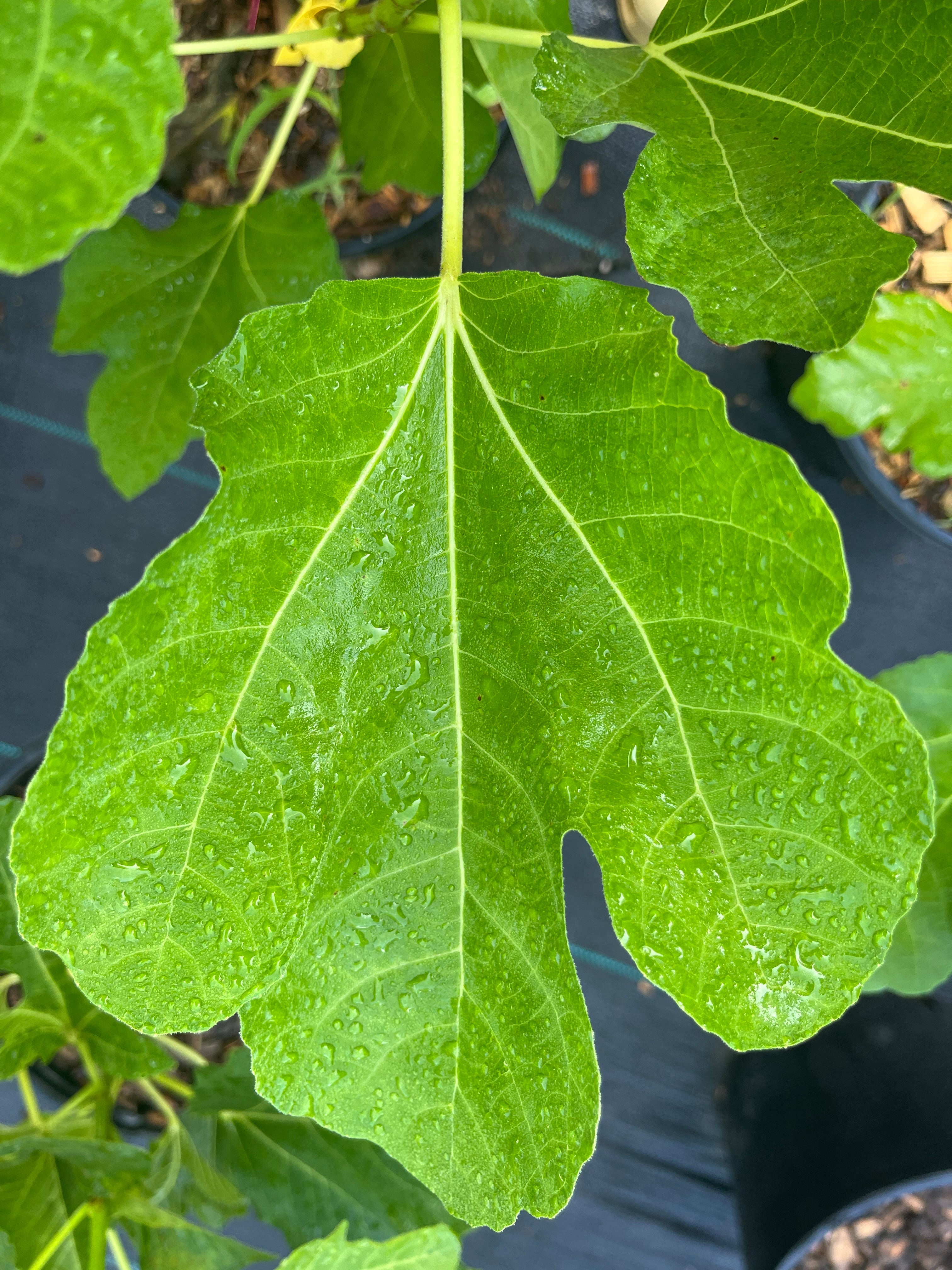 Florea