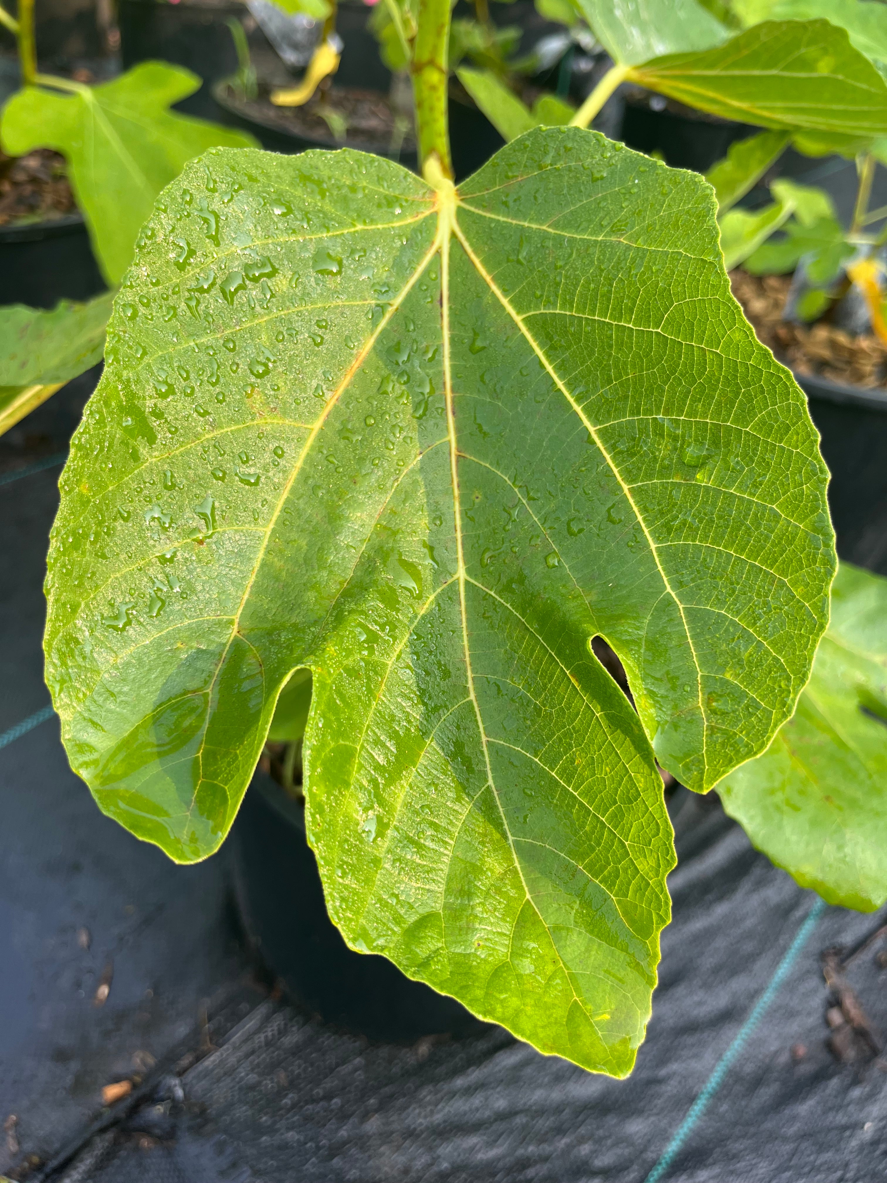 Green Michurinska