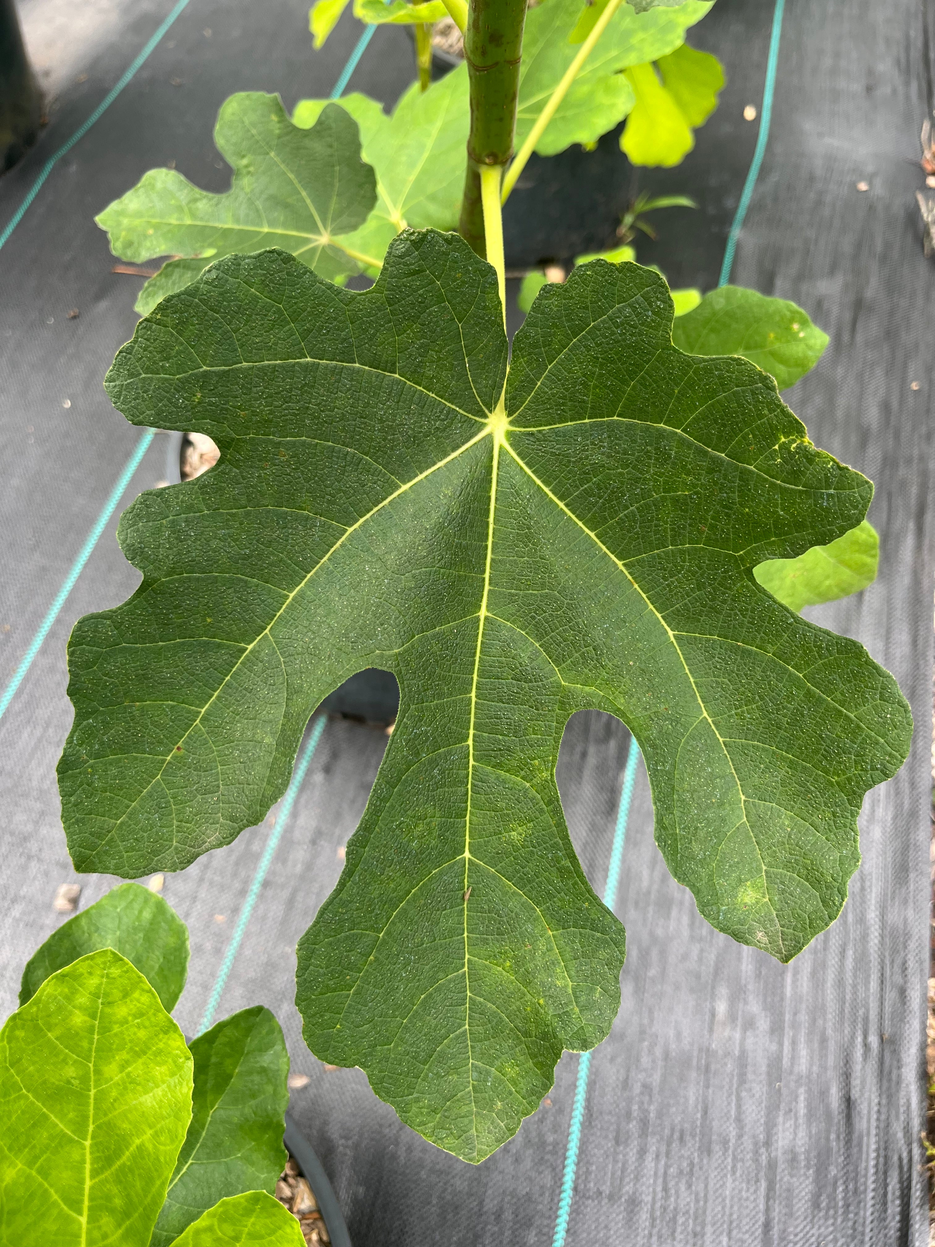Takoma Violet