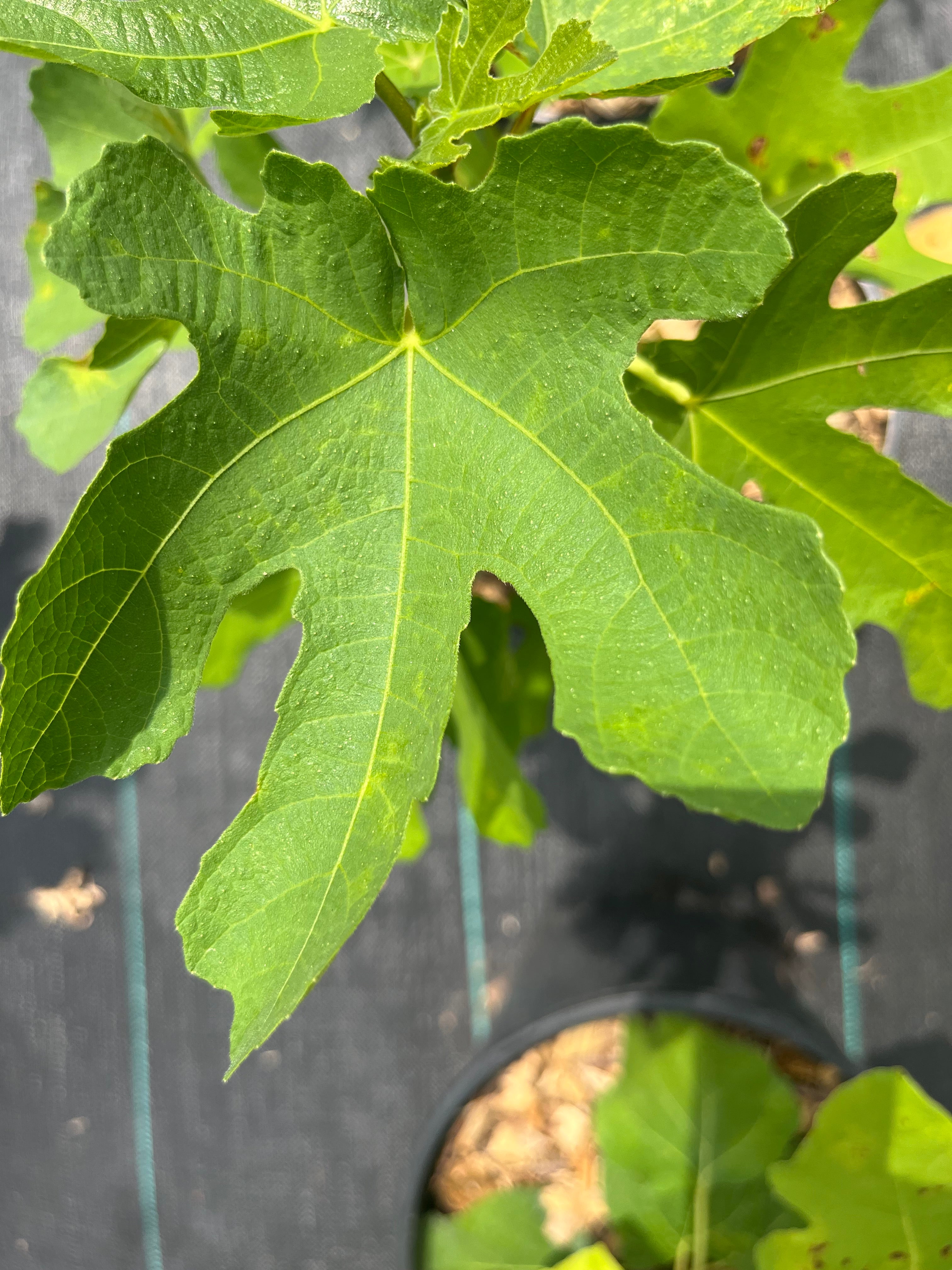 Rayos Del Sol