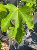 Lattarula