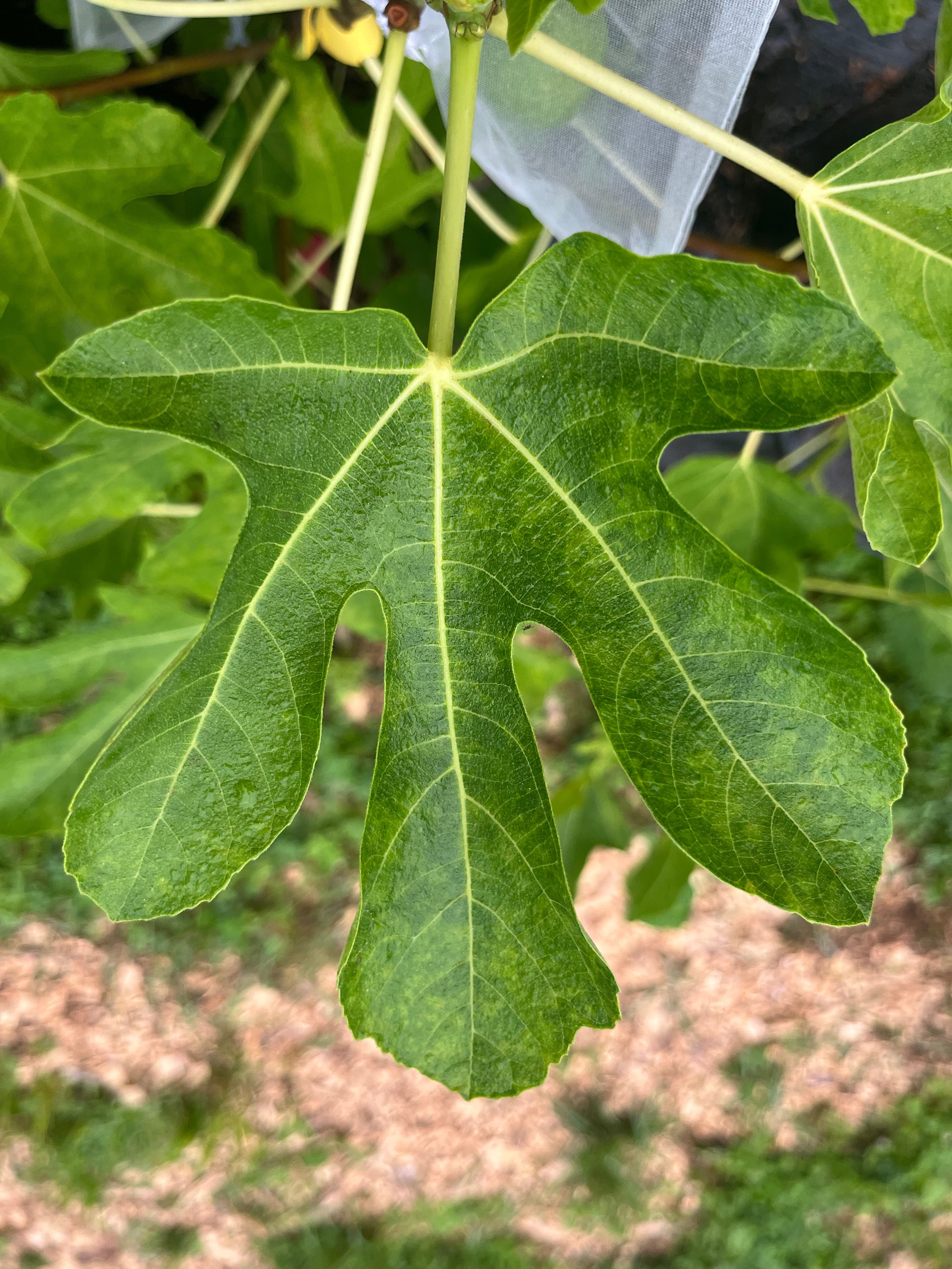 Cherrango