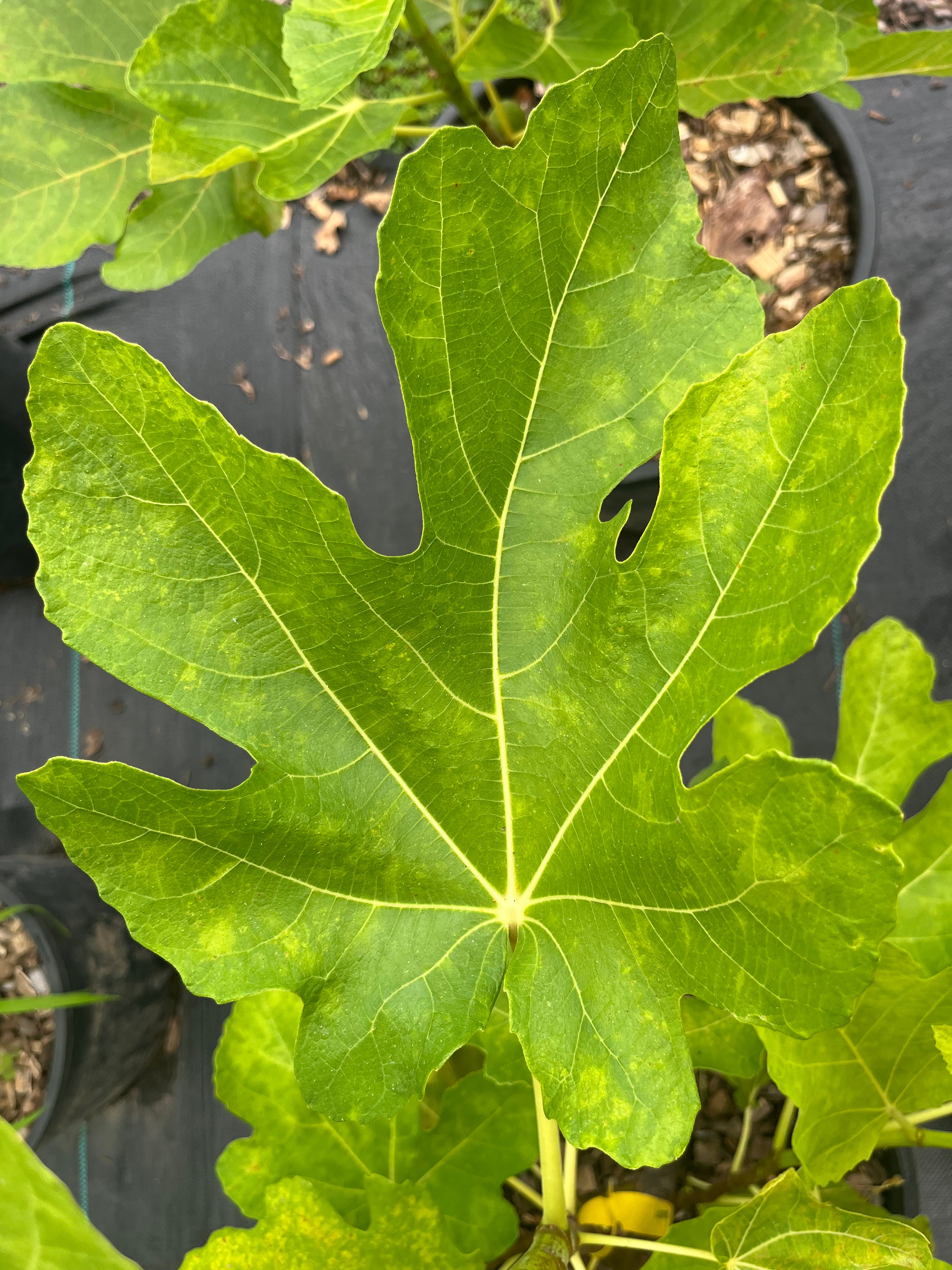 Guavaberry
