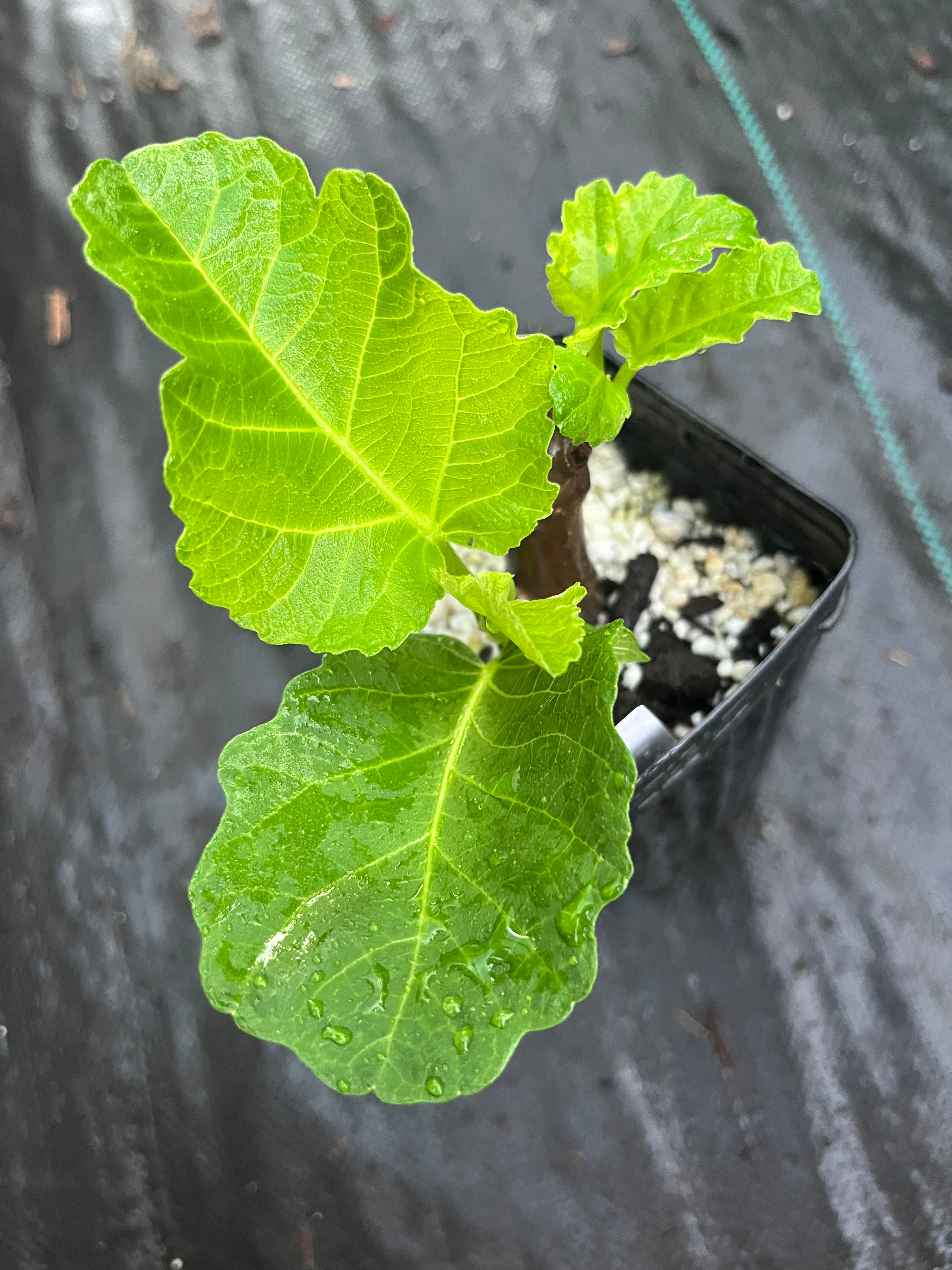 Black Manzanita