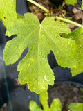 Framboise
