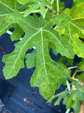 Rhubarb Pie